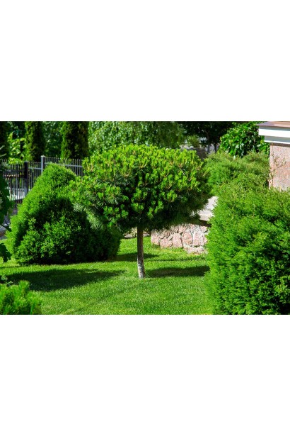 Сосна звичайна на штамбі стрижена